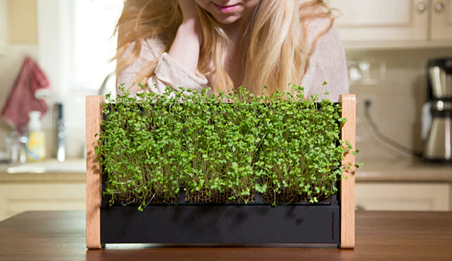 keunikan microgreen yang tidak harus menggunakan tanah sebagai media tanaman / sdbj